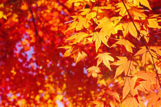 紅葉